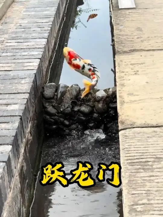 分享科普几种鱼你知道哪条最贵吗 #观赏鱼 #鱼类 #宠物鱼 #鱼跃龙门