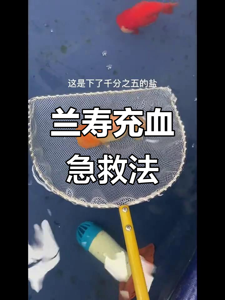 兰寿金鱼充血怎么办?一招快速恢复健康