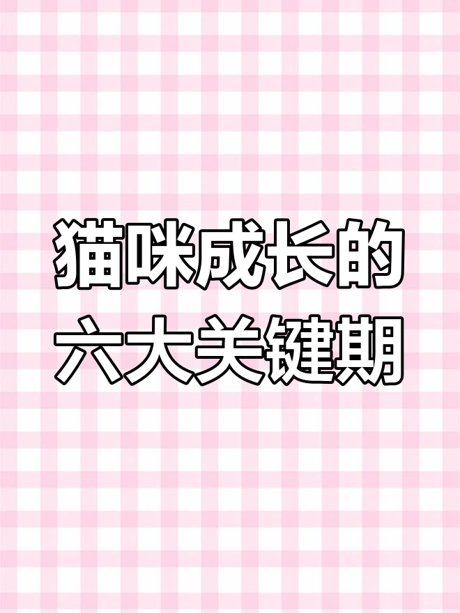 猫咪成长的关键阶段,了解性格与认知的建立过程