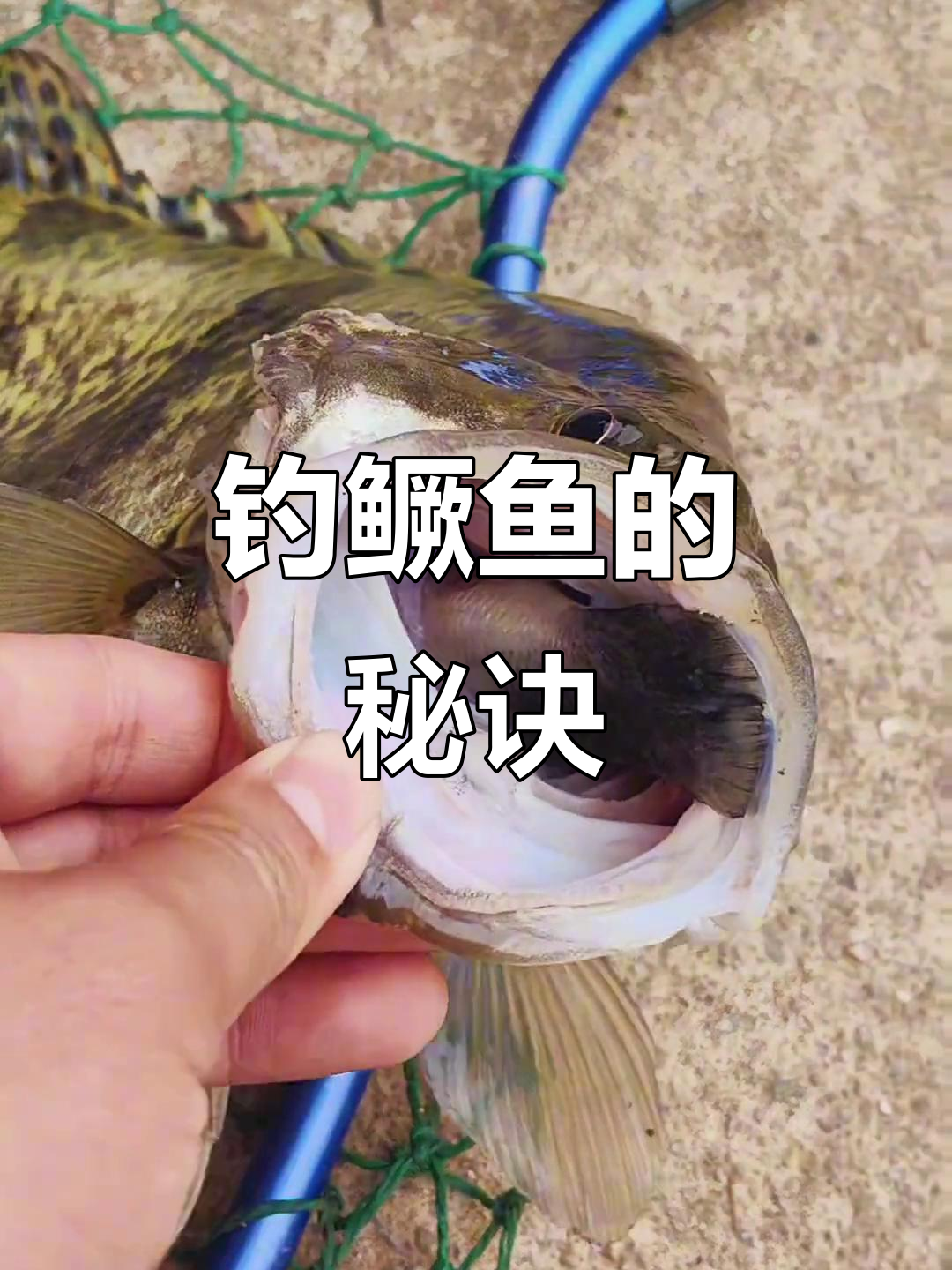 鳜鱼吃得太饱,饵料效果差?试试这些技巧!