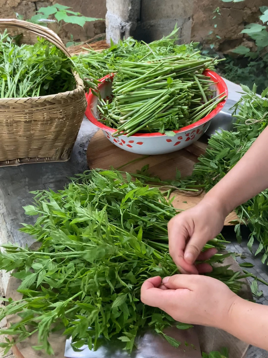 大山里的野芹菜见过吗,认识它的人当作宝