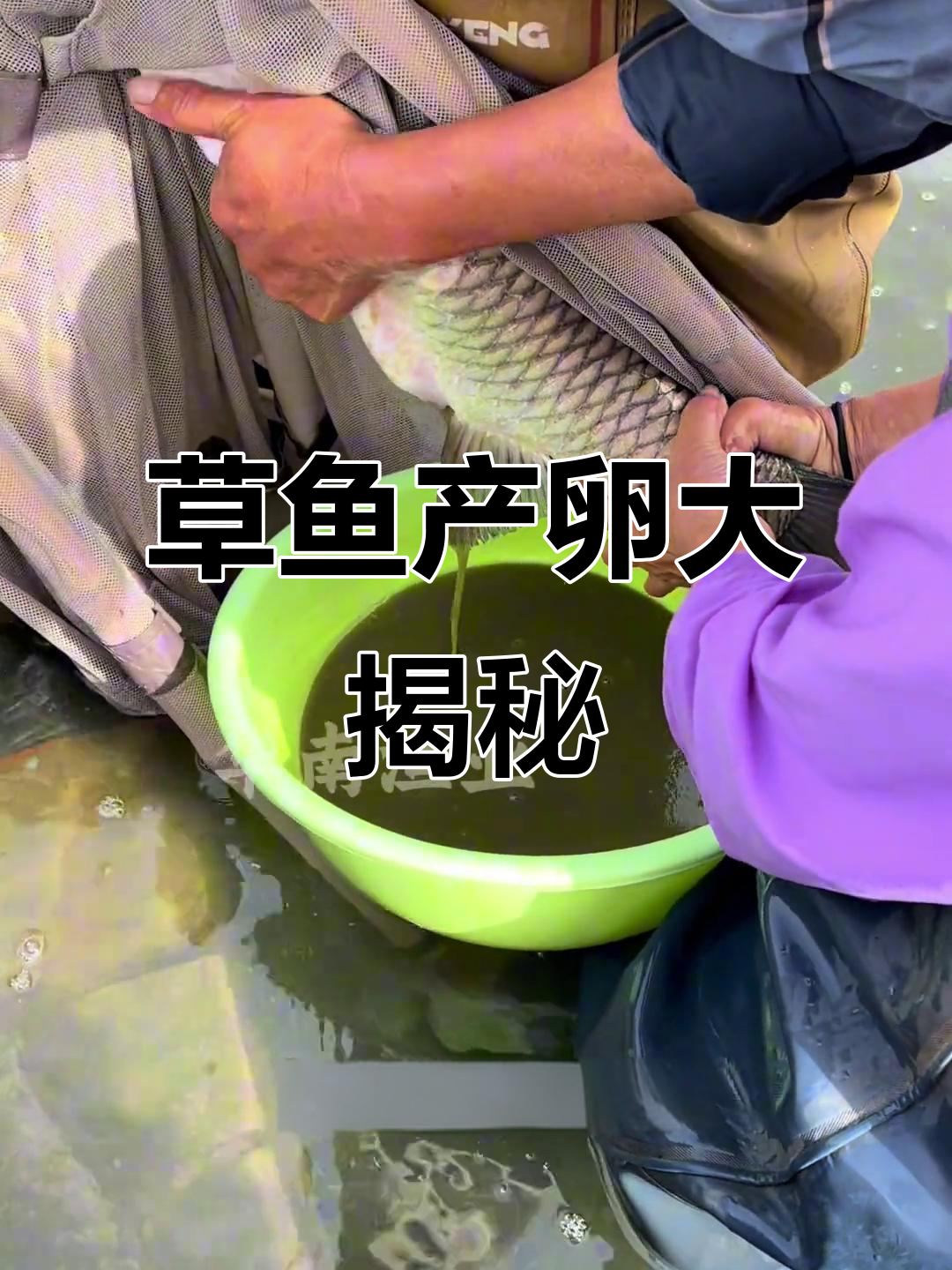 草鱼妈妈产卵,一盆能孵多少水花?