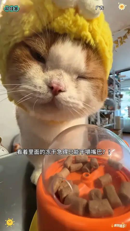 傻猫的每一步我都无法预料！他好像有自己玩小黄鸭的方法也太可爱了吧猫玩具狗狗玩具漏食玩具x