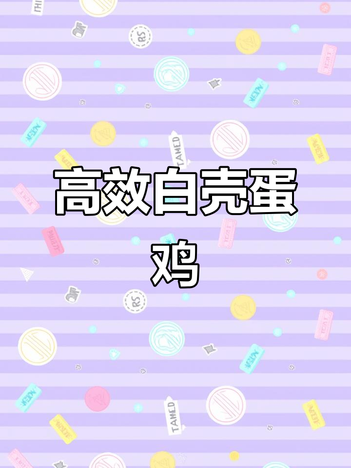 白壳蛋鸡轻巧高效,成本低廉,产蛋性能与褐壳相近