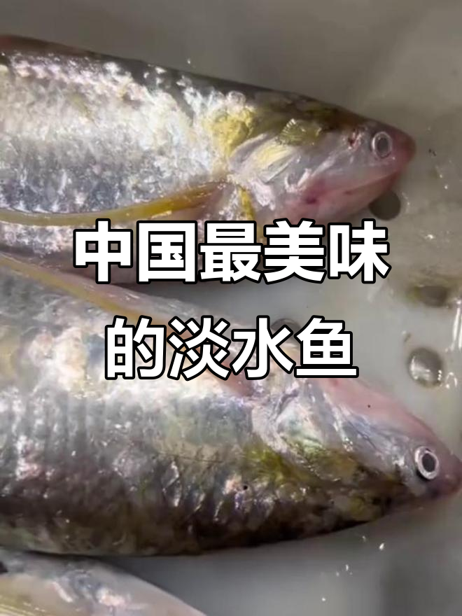 国内十大最美味淡水鱼，你绝对没吃过的水下珍品