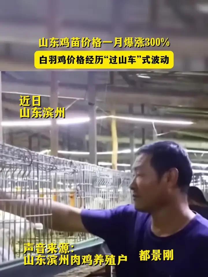 鸡肉价格上演“疯狂的八月”