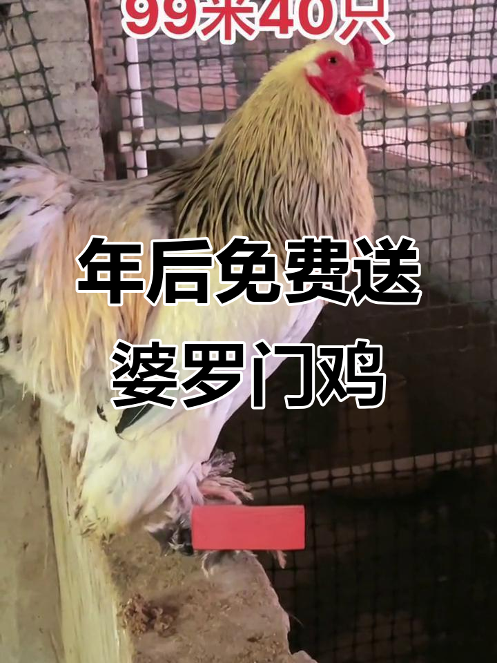 婆罗门鸡苗年后送,二十斤大个头等你来养