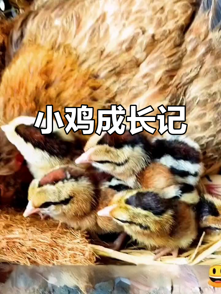 小鸡从出生到成长的可爱变化,羽毛逐渐变红