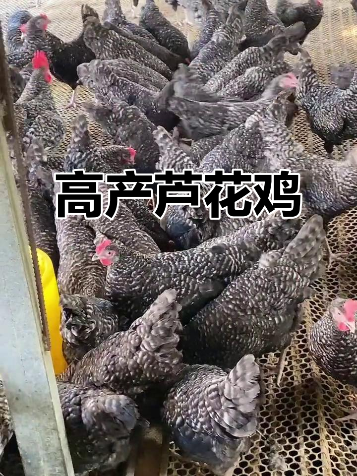 芦花鸡与五黑鸡:公鸡肉质鲜嫩,母鸡高产蛋
