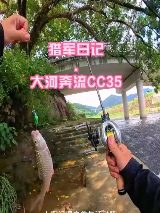 军鱼警惕不开口怎么办,试一试cc35降低军鱼警惕性适口性更好 本期安排秋木二代跟CC35