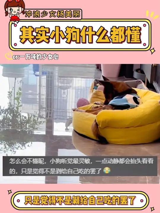 居然被一个磕鸡蛋的视频整哭了 流浪狗 流浪狗不再流浪 狗狗