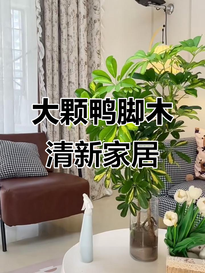 客厅绿植首选，大颗鸭脚木净化空气又美观