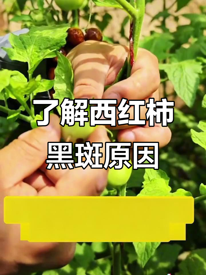 西红柿黑斑背后的秘密,冬季高湿环境下的病害解析