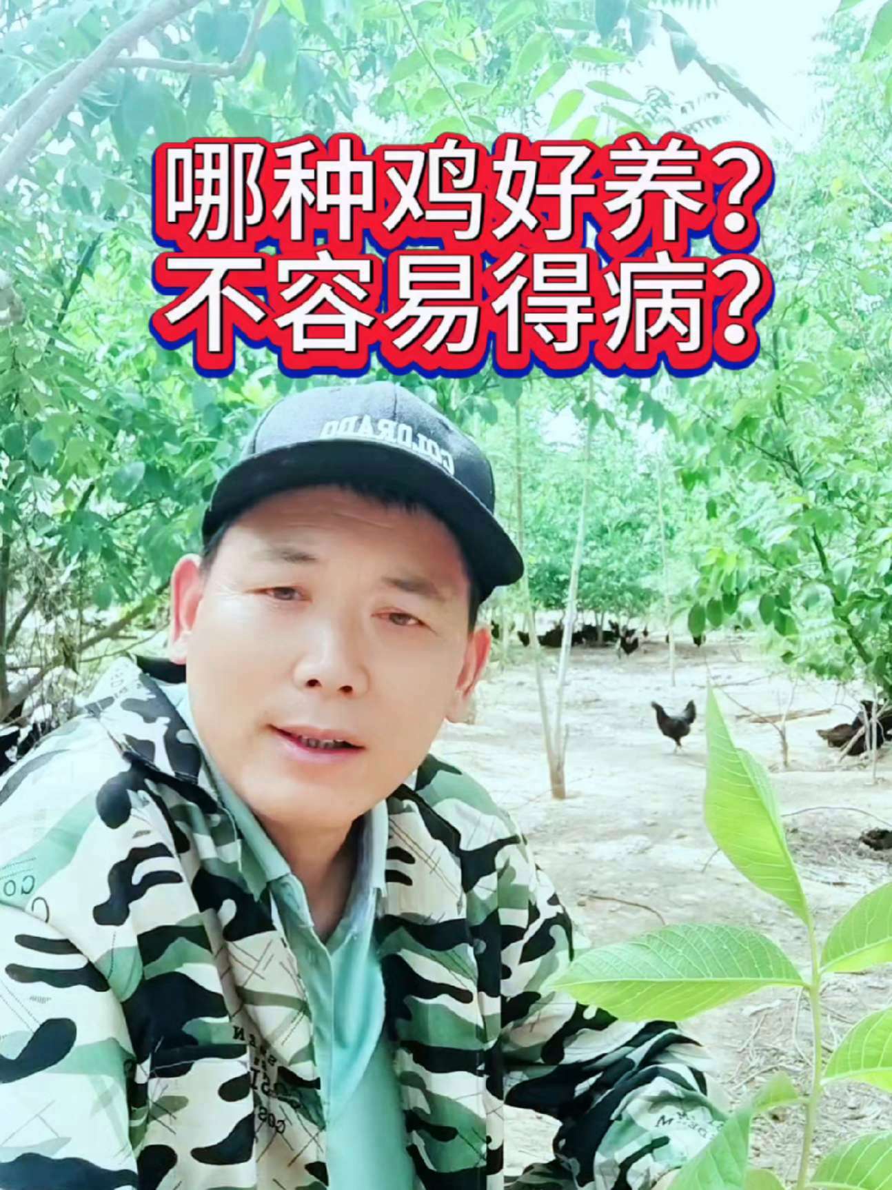 养鸡创业,不仅是喂料喂水的事儿,全面规划很重要,怎样提高成活率?怎样卖出去?怎样做自己的销