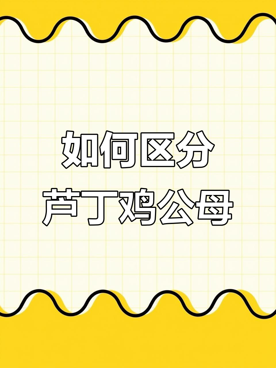 芦丁鸡公母分辨技巧,掌握这些方法轻松辨别