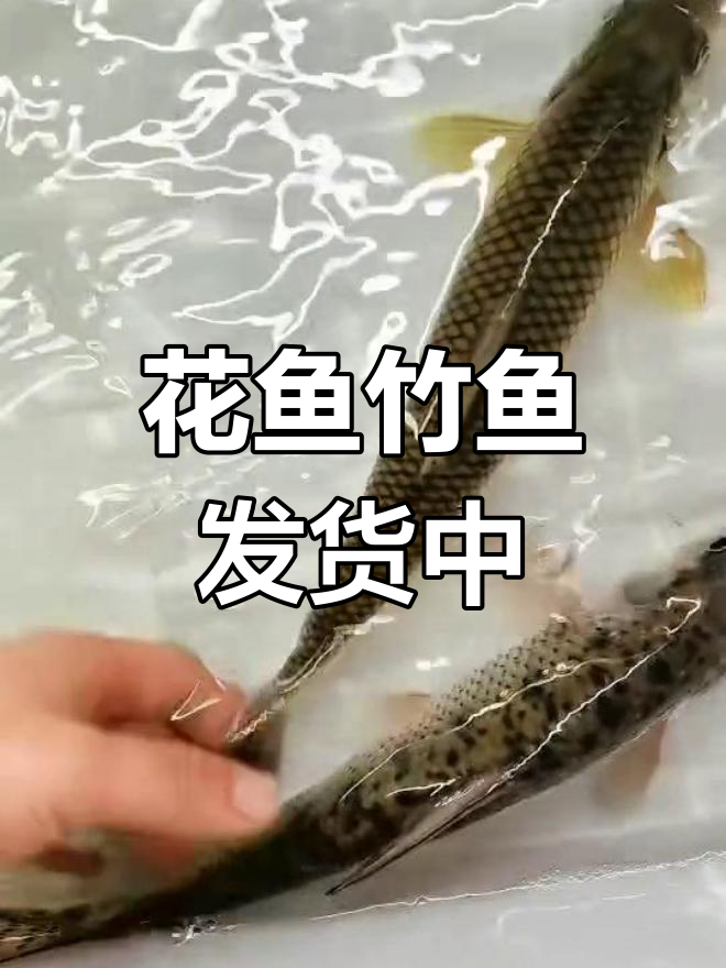 乡村原生态花鱼竹鱼