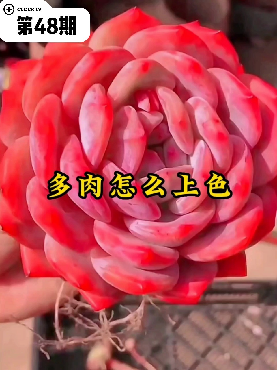 多肉怎么上色,变美美的?