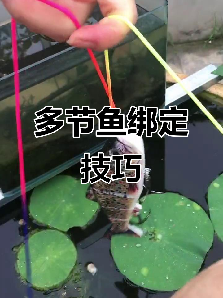 轻松绑多节鱼，携带方便又结实