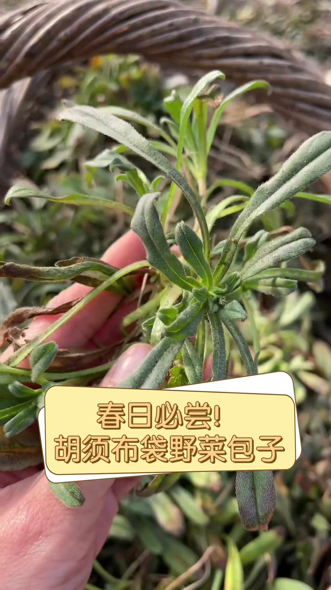 春日必尝!胡须布袋野菜包子