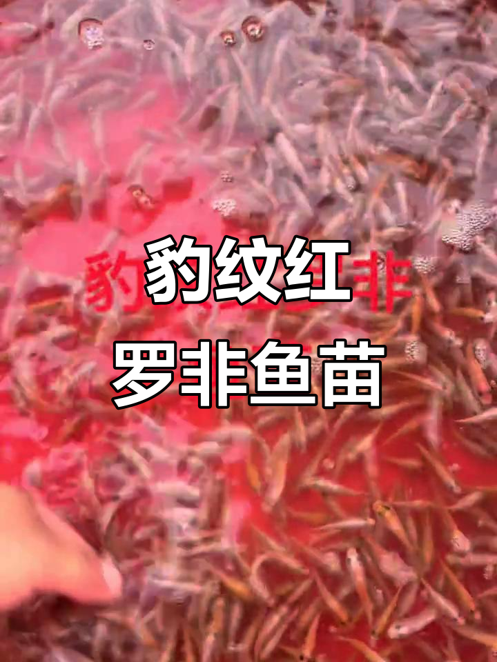 罗非鱼苗出壳,未来可期!