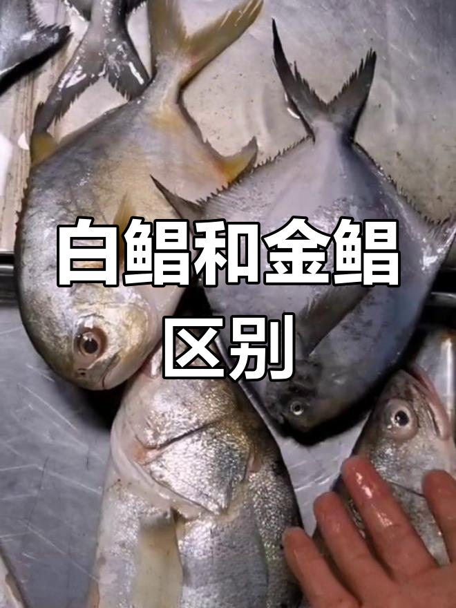 了解白鲳与金鲳的区别:口感、价格全解析