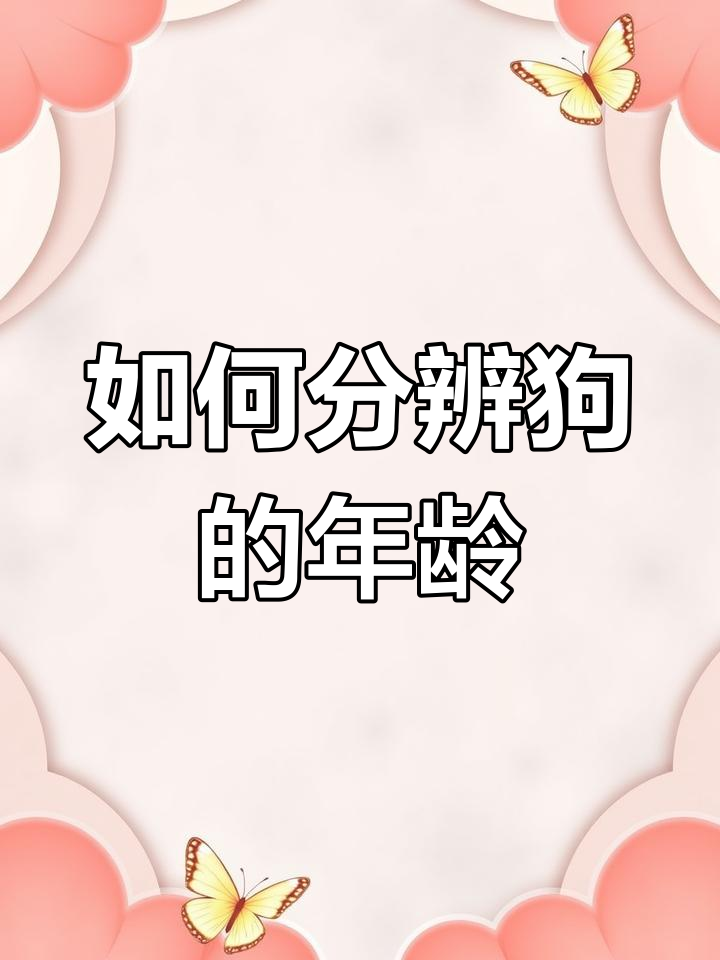 5个方法判断狗狗年龄,轻松了解它们成长阶段