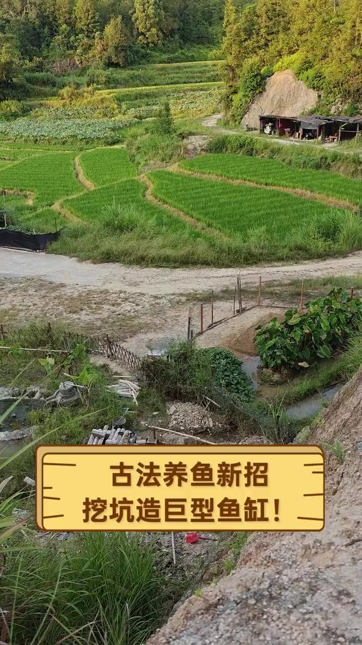 古法养鱼新招,挖坑造巨型鱼缸!
