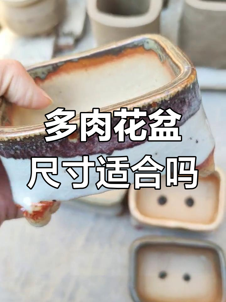 这种尺寸的多肉花盆合适吗?