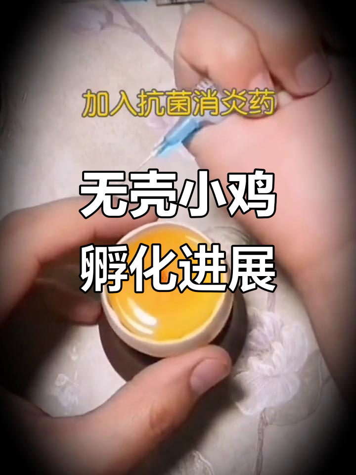 小鸡孵化第三天,心跳已现!无壳孵化的神奇变化