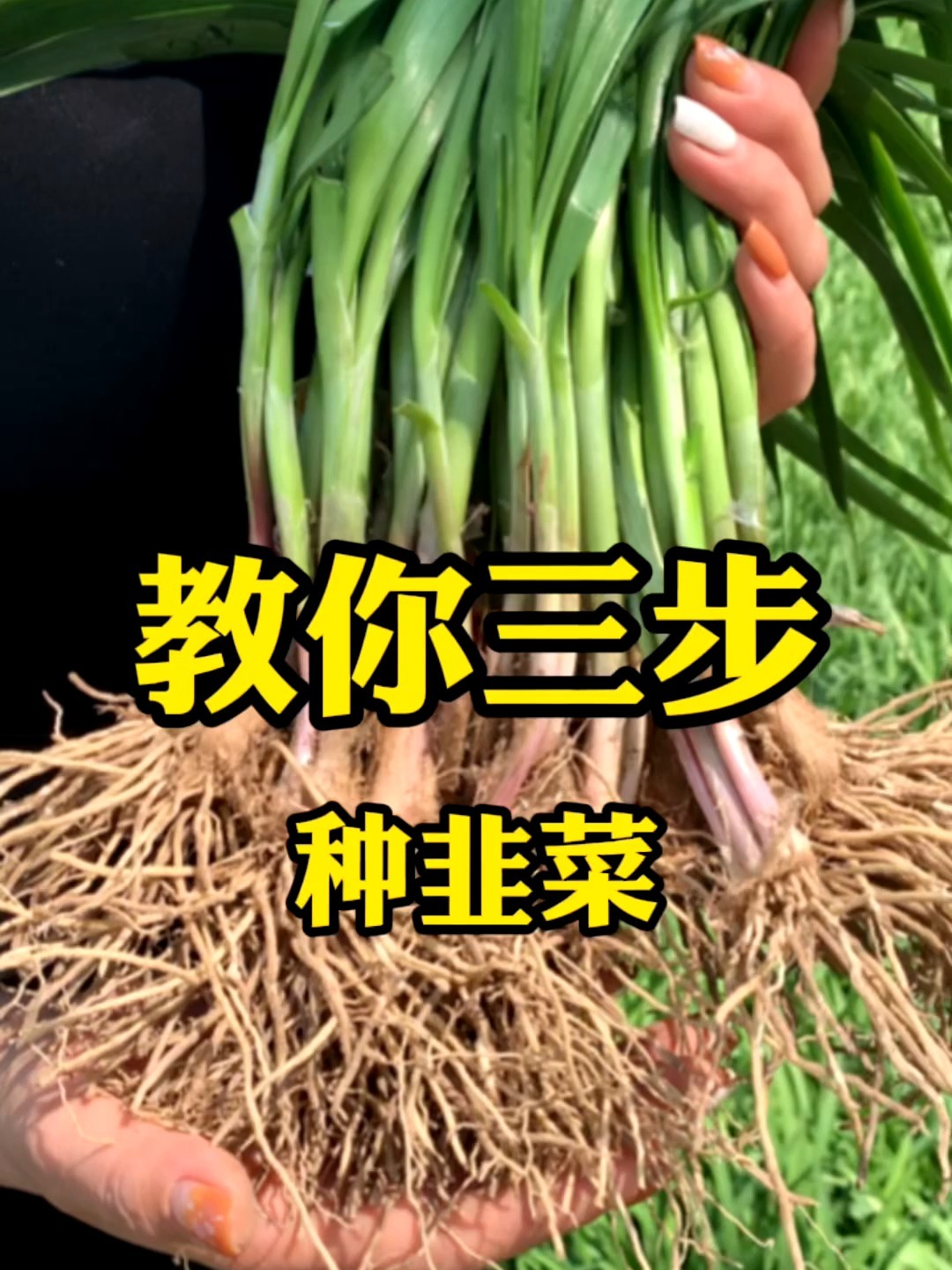 韭菜怎么种,教你三步种好韭菜根
