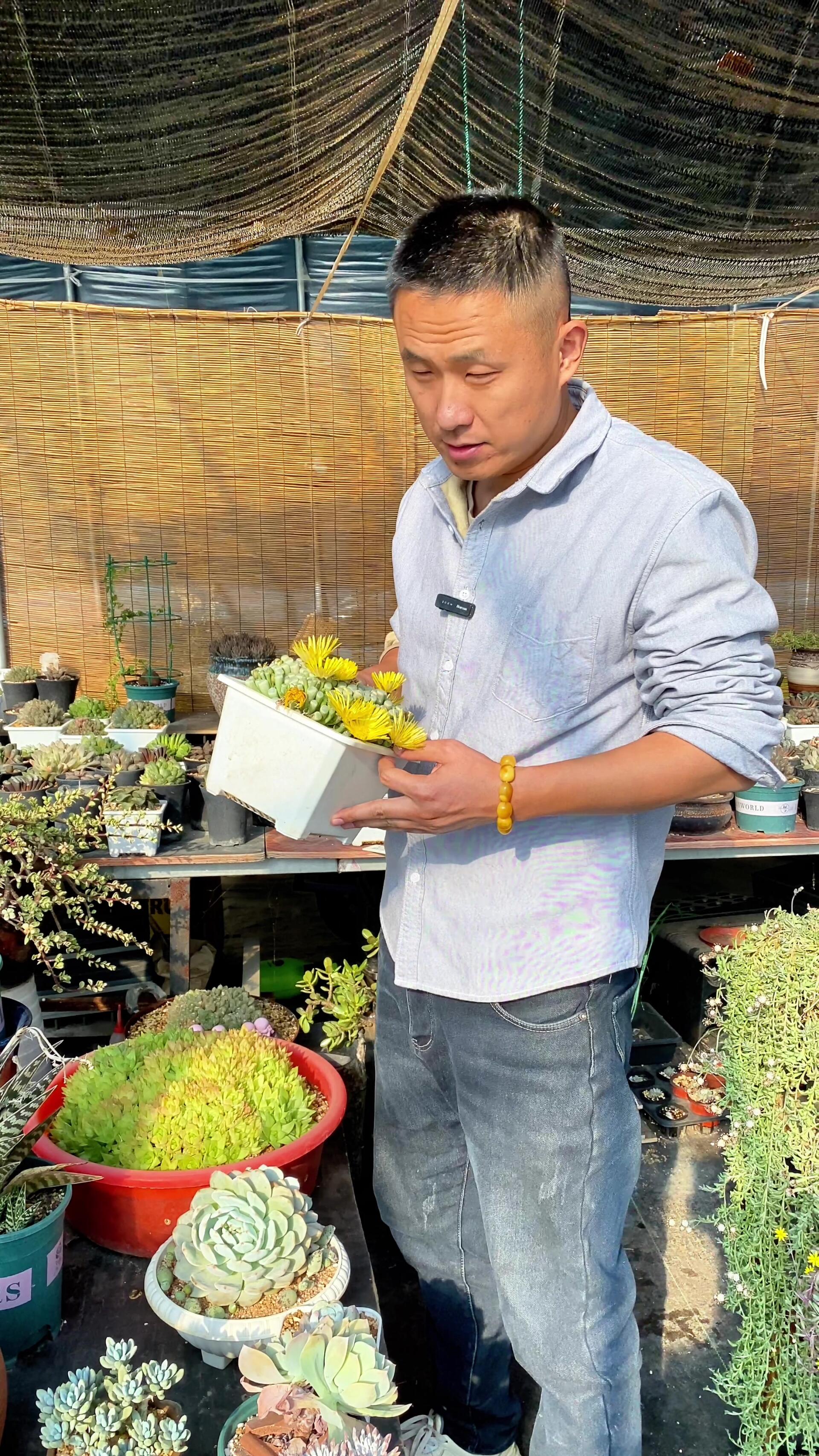 五十铃玉多肉怎么养?养好根是硬道理