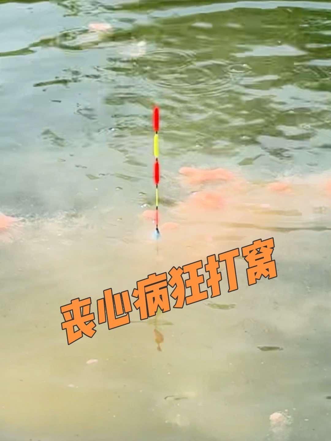 原创视频 户外钓鱼 浮钓鲢鳙 这样抽鲢鳙你叫隔壁钓友只有白皮回家了 钓大鱼