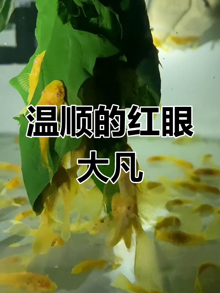 红眼大凡鱼:温和的异形观赏鱼