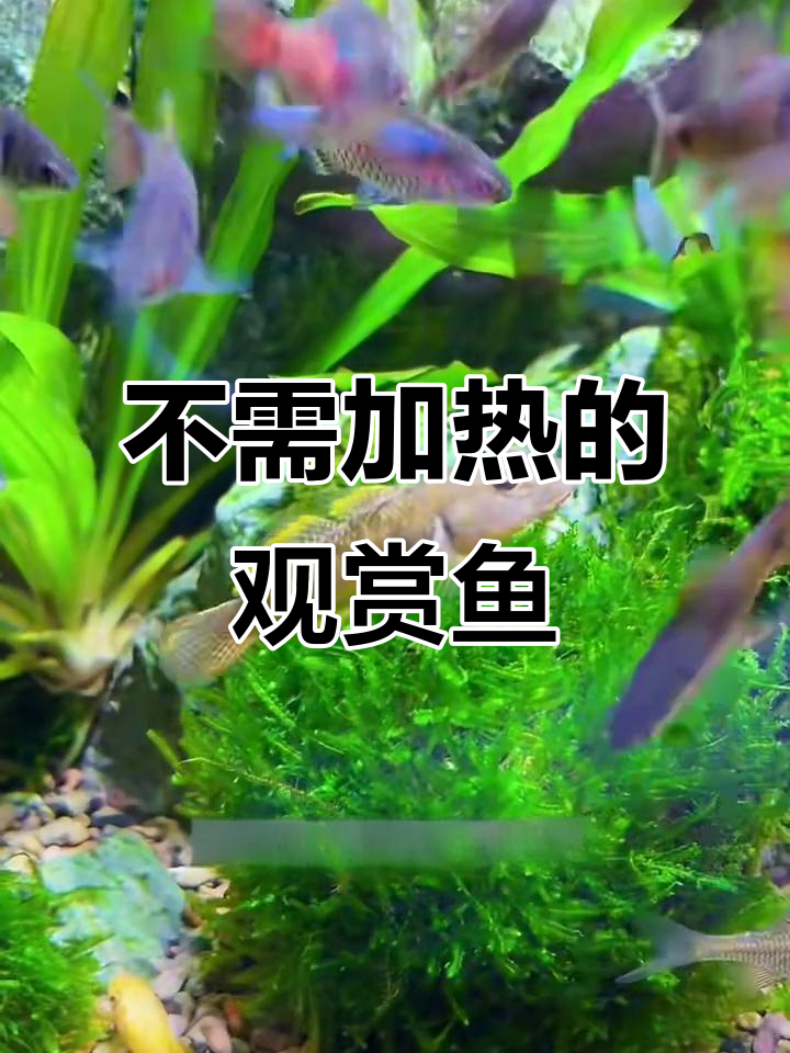 无需加热棒,这些冷水鱼也能轻松养!