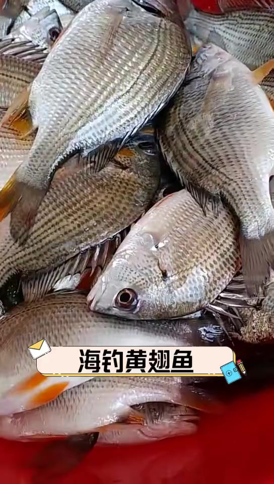 海钓黄翅鱼