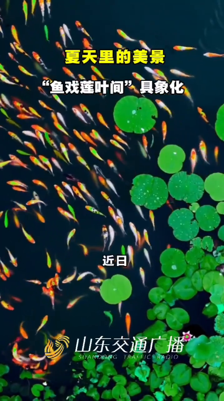 一池锦鲤在莲叶间嬉戏，网友：鱼戏莲叶间真的具象化了！