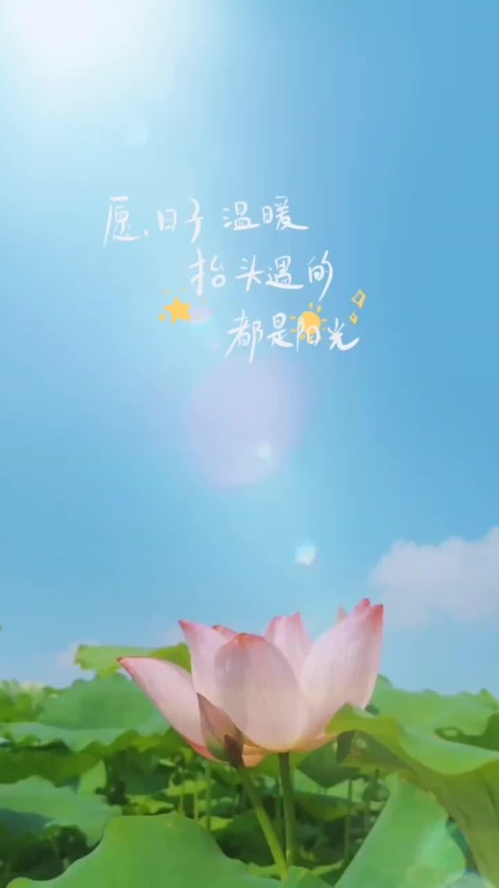 唯美荷花手机壁纸素材 星辰似你 手机摄影 唯美意境 见者好运 夏日荷花 治愈系风景 映日荷