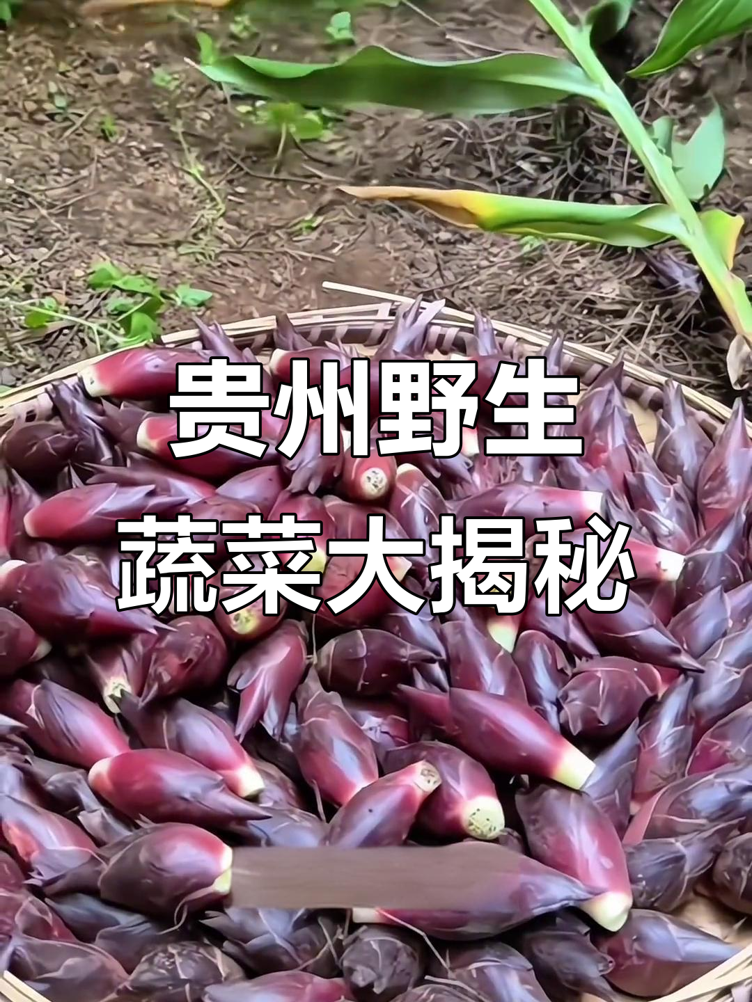 贵州农村40种常见野菜，看看你吃过几种？