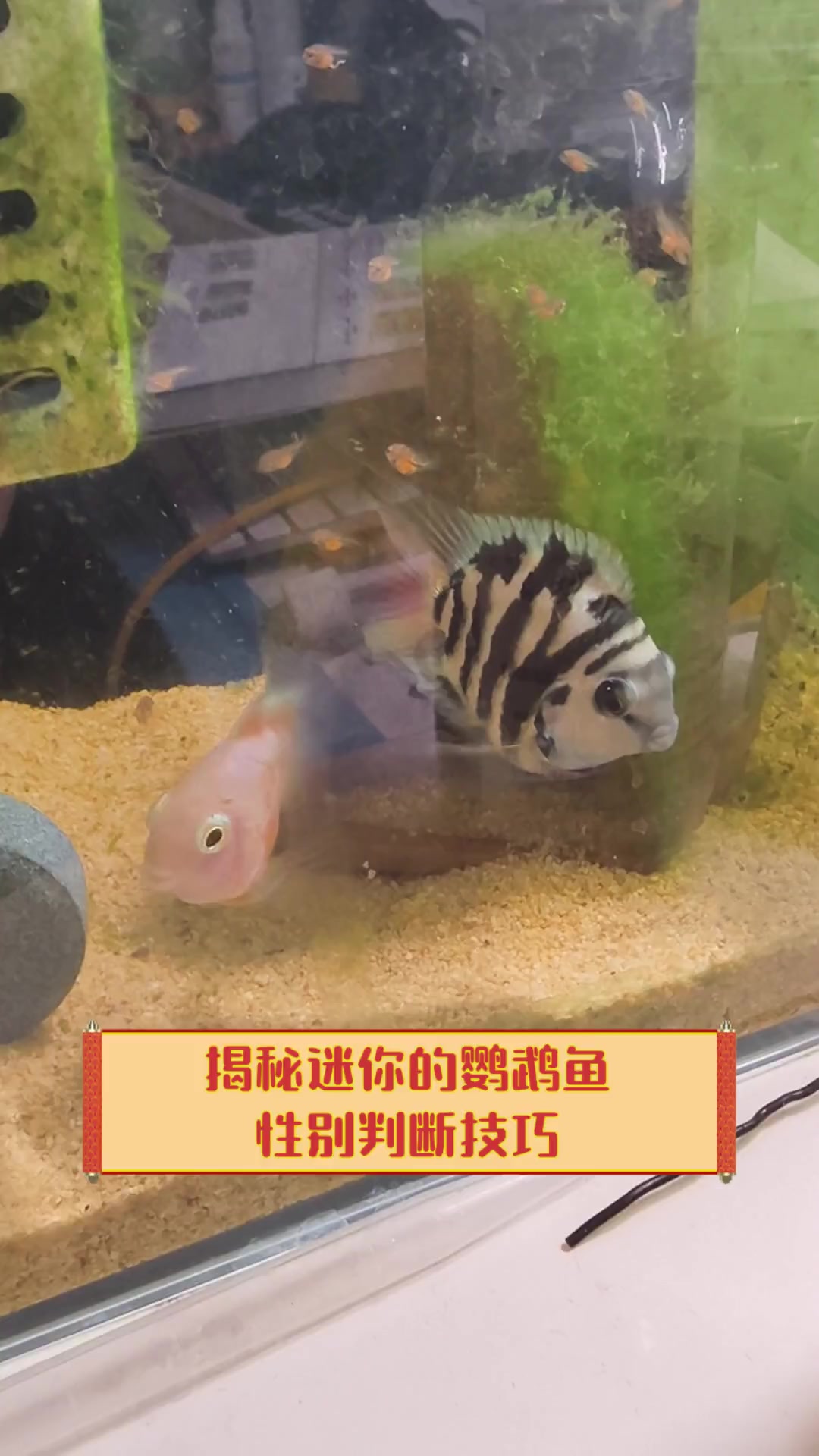 揭秘迷你的鹦鹉鱼性别判断技巧