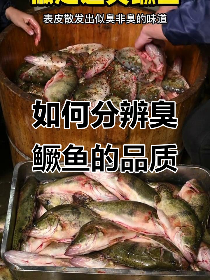 臭鳜鱼如何辨别好坏?表皮发酵气味让人惊艳