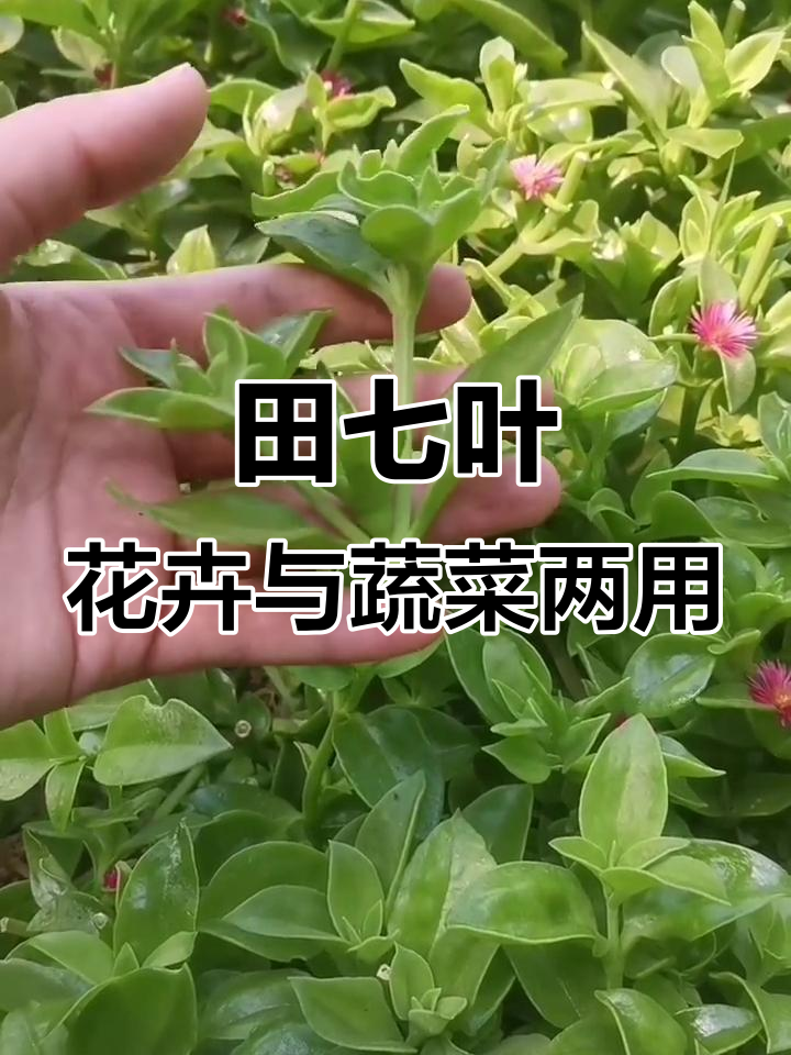 田七叶:既能当花养,又能做菜吃,营养丰富超美味