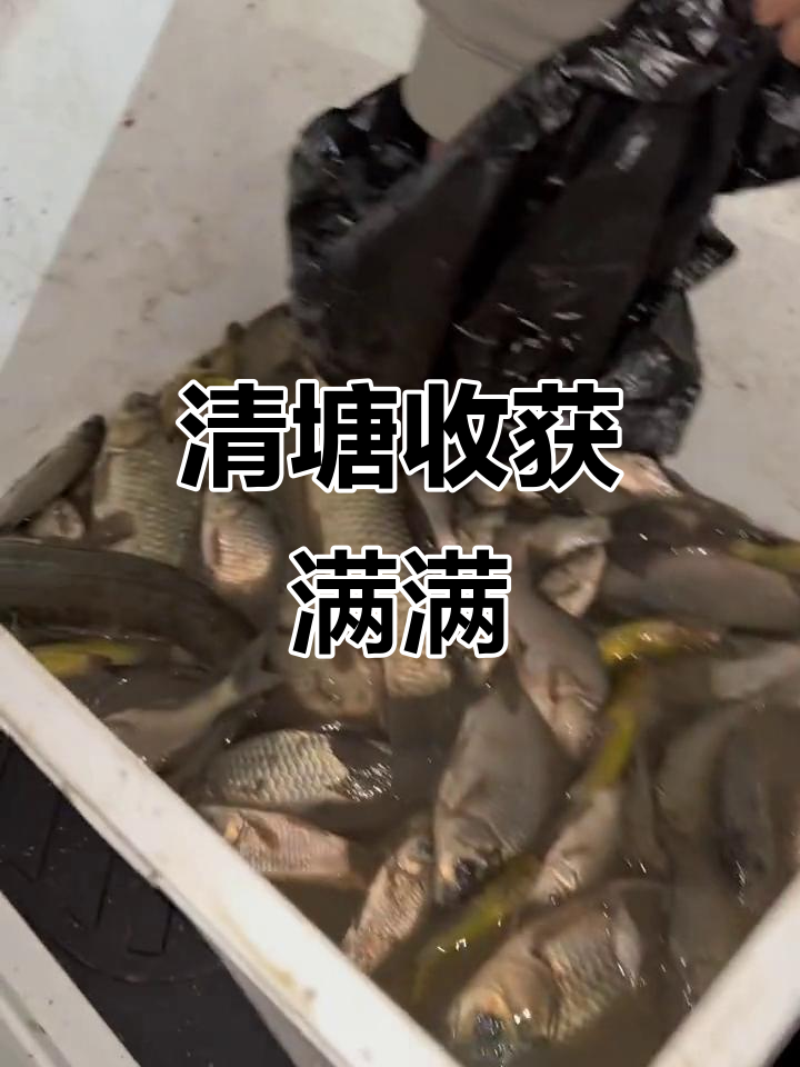 野生黑鱼大丰收,清塘捕捞满载而归