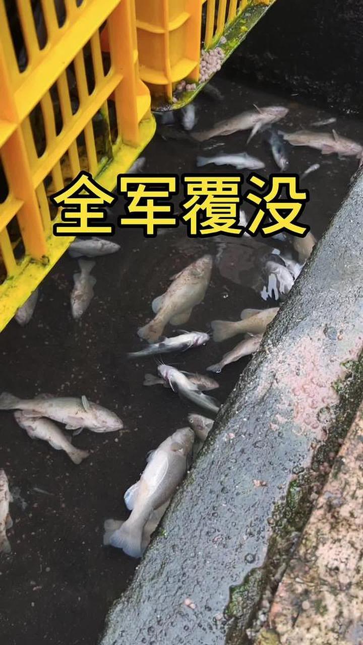我养的加州鲈鱼和黄骨鱼，居然全军覆灭