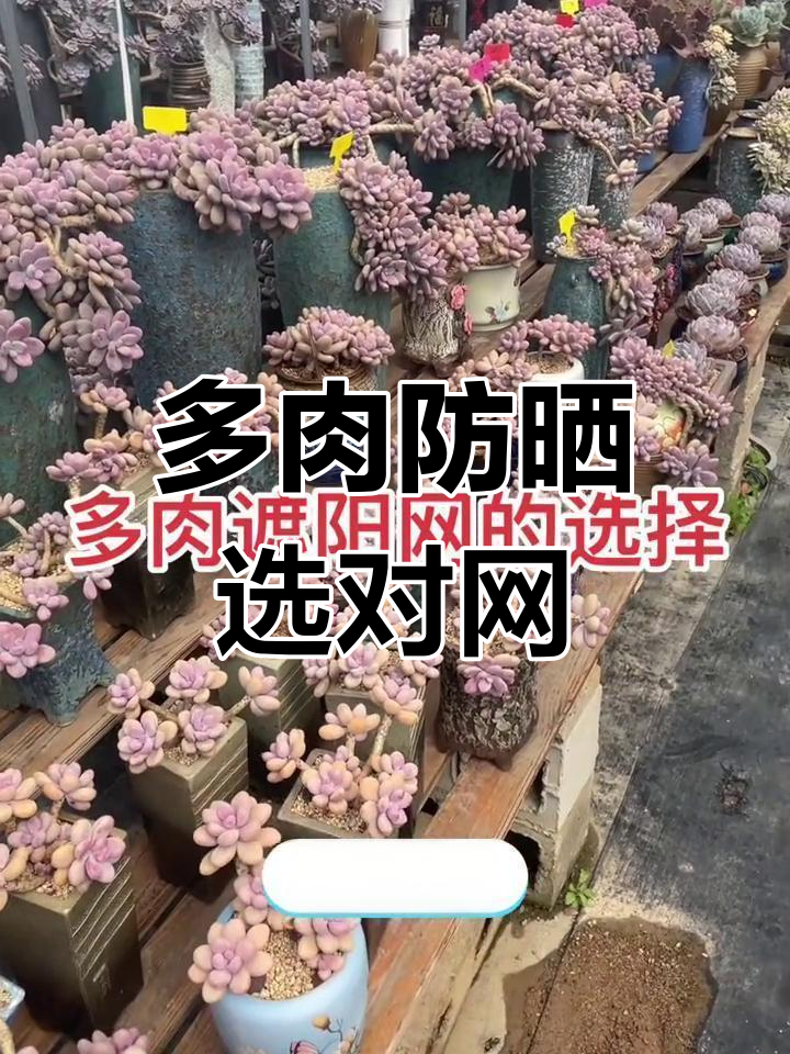 夏季多肉植物如何正确选择遮阳网,避免晒伤?