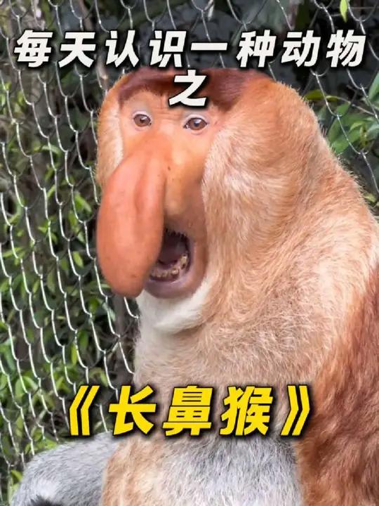 酷似章鱼哥的猴子!