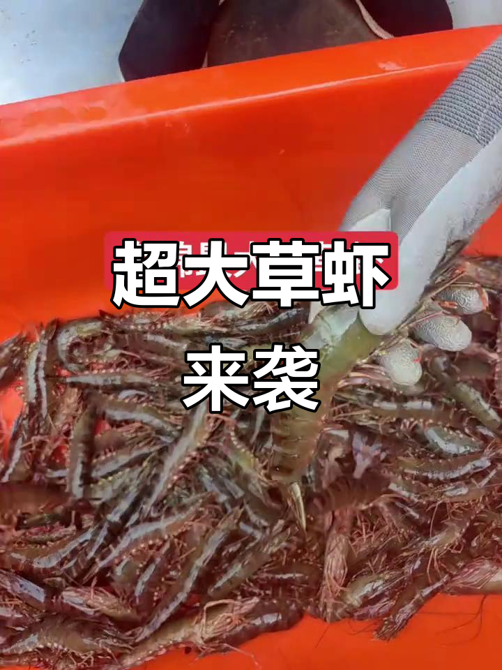 超大草虾到货,4-6头一斤,超震撼!