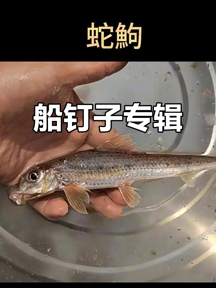 船钉子音乐精选集,带你领略不一样的海浪之声