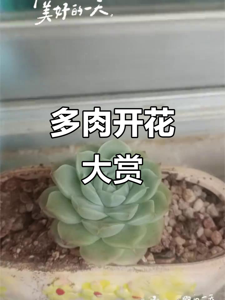多肉植物开花,美丽瞬间不容错过
