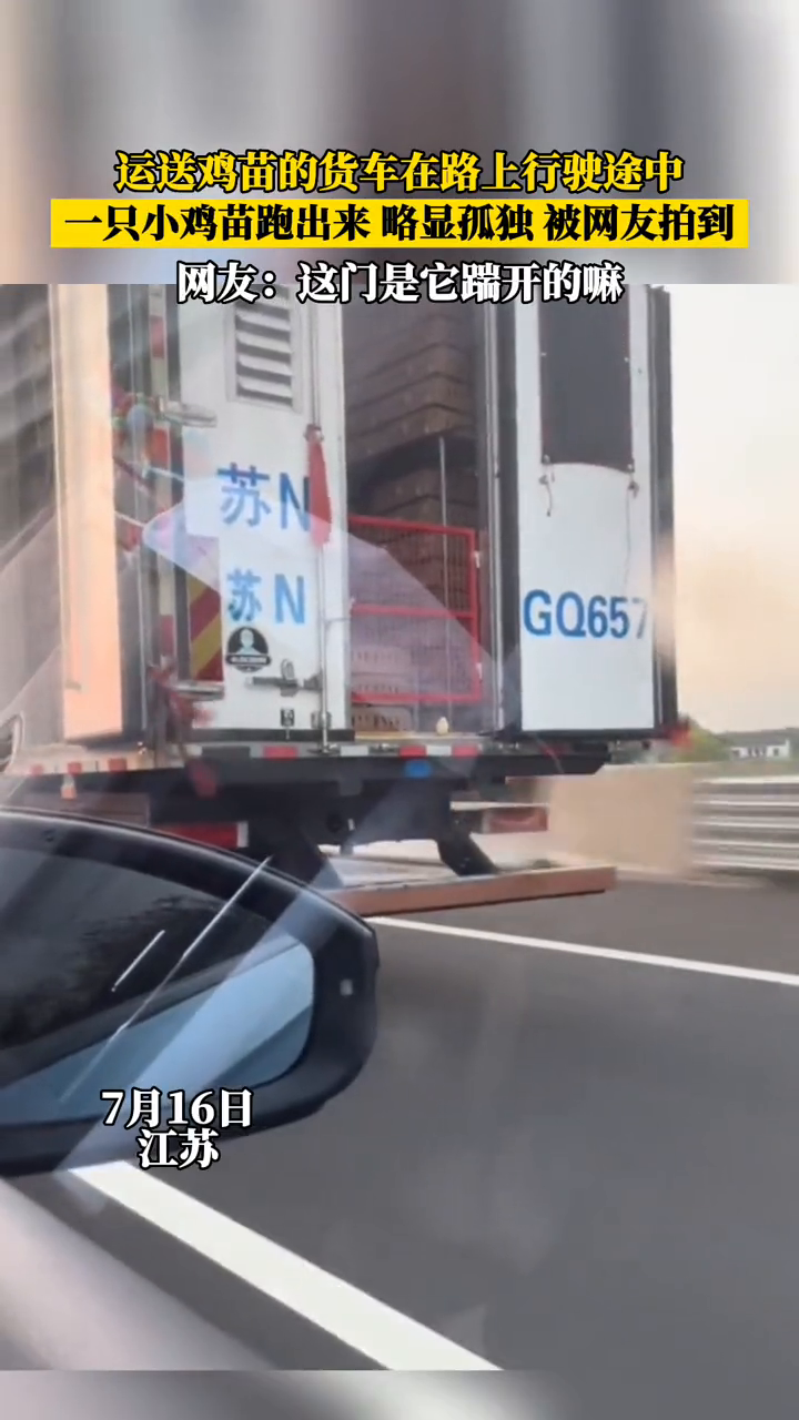 运送鸡苗的货车行驶途中,一只小鸡苗跑出来 略显孤独