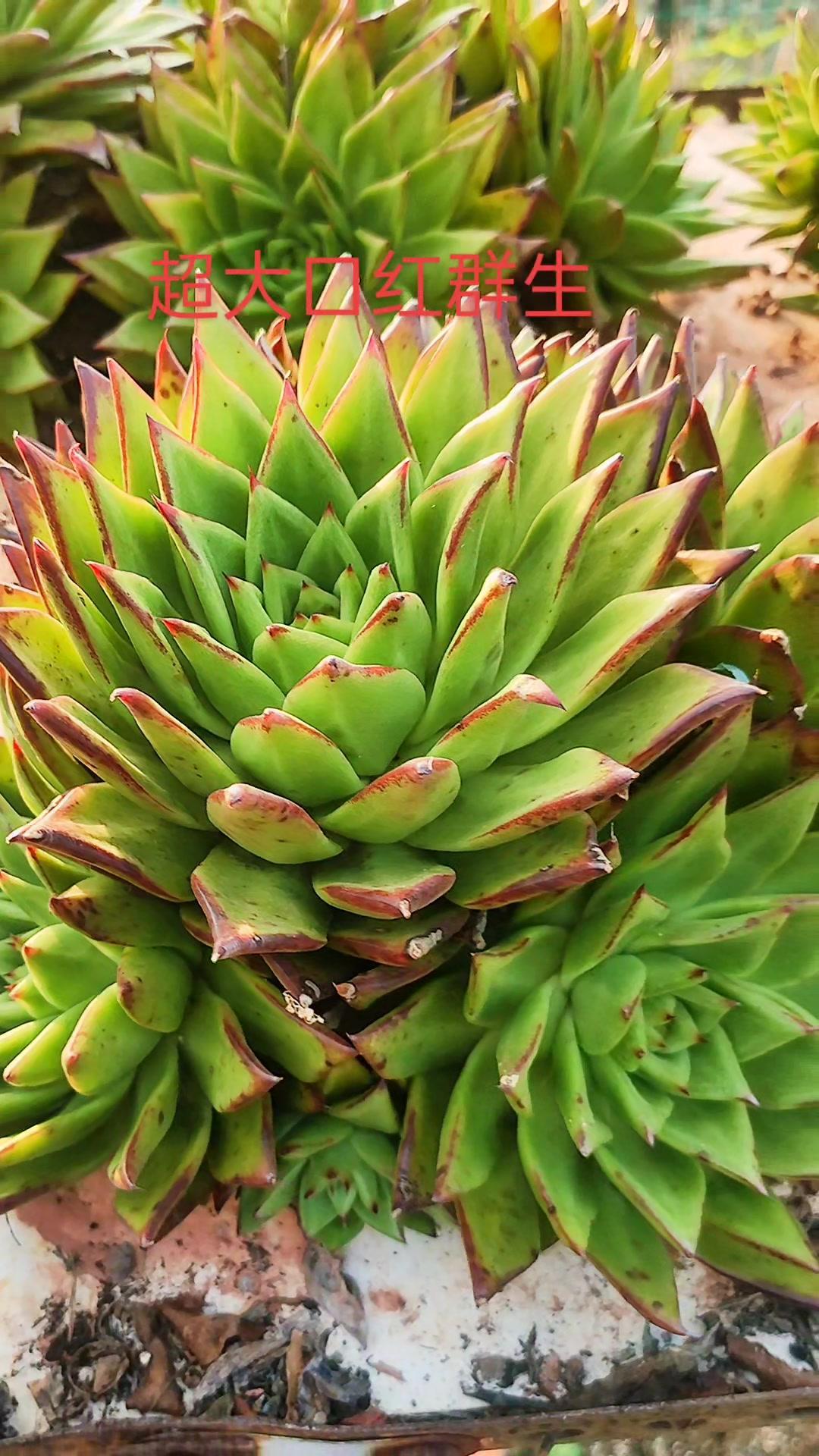 处理一批超大的口红群生,喜欢的评论区见 多肉 植物 我的多肉花园 老桩 多肉植物